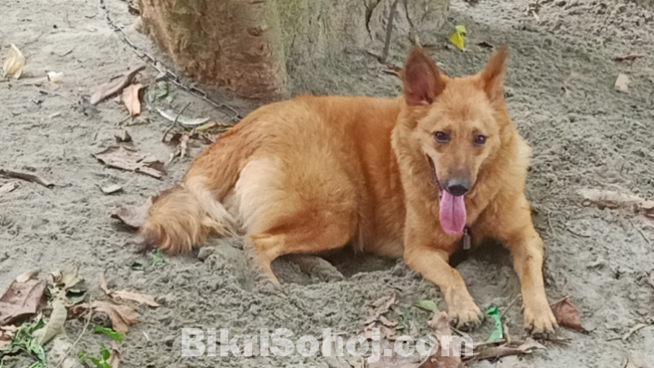 জার্মান সেফাট মিক্স ব্রিড